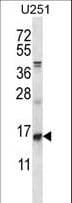 ID / ID1 Antibody (aa66-93)