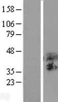 TSPAN3 Protein (Over-Expression Lysate Myc-DDK (Flag))