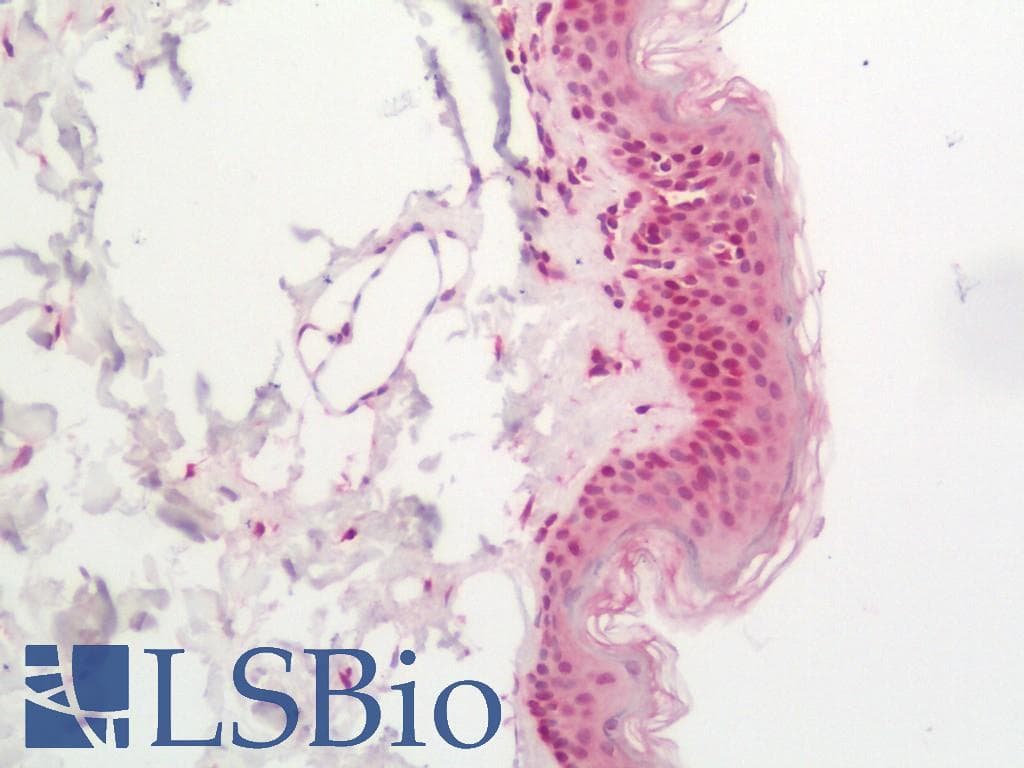 XPC Antibody (Biotin)