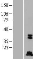 CASP7 / Caspase 7 Protein (Over-Expression Lysate Myc-DDK (Flag))