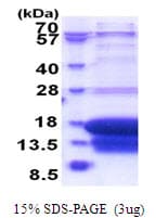 Human DAP Protein (Recombinant His)