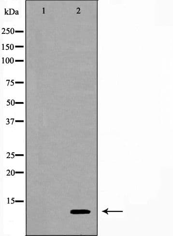 IHC-plus™ CSTA / Cystatin A Antibody