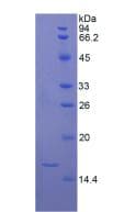 Rat TGFB1 / TGF Beta 1 Protein (Recombinant His, N-Terminal)
