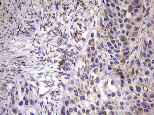 BOULE / BOLL Antibody (clone OTI4C2)