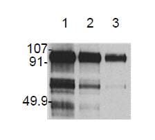 PathPlus™ HGF / Hepatocyte Growth Factor Antibody (clone 7-2)