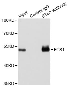 IHC-plus™ ETS1 / ETS-1 Antibody