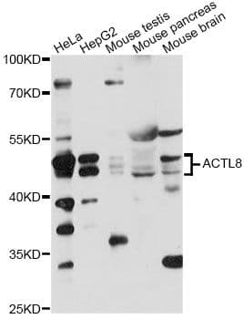 ACTL8 Antibody
