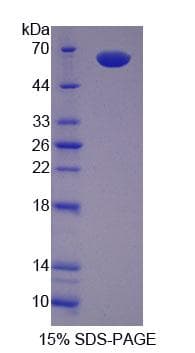 Mouse SCRN1 / Secernin 1 Protein (Recombinant His-T7, N-terminus)