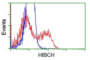 Monoclonal Mouse anti-Human HIBCH Antibody (clone OTI3G1, IF, WB)