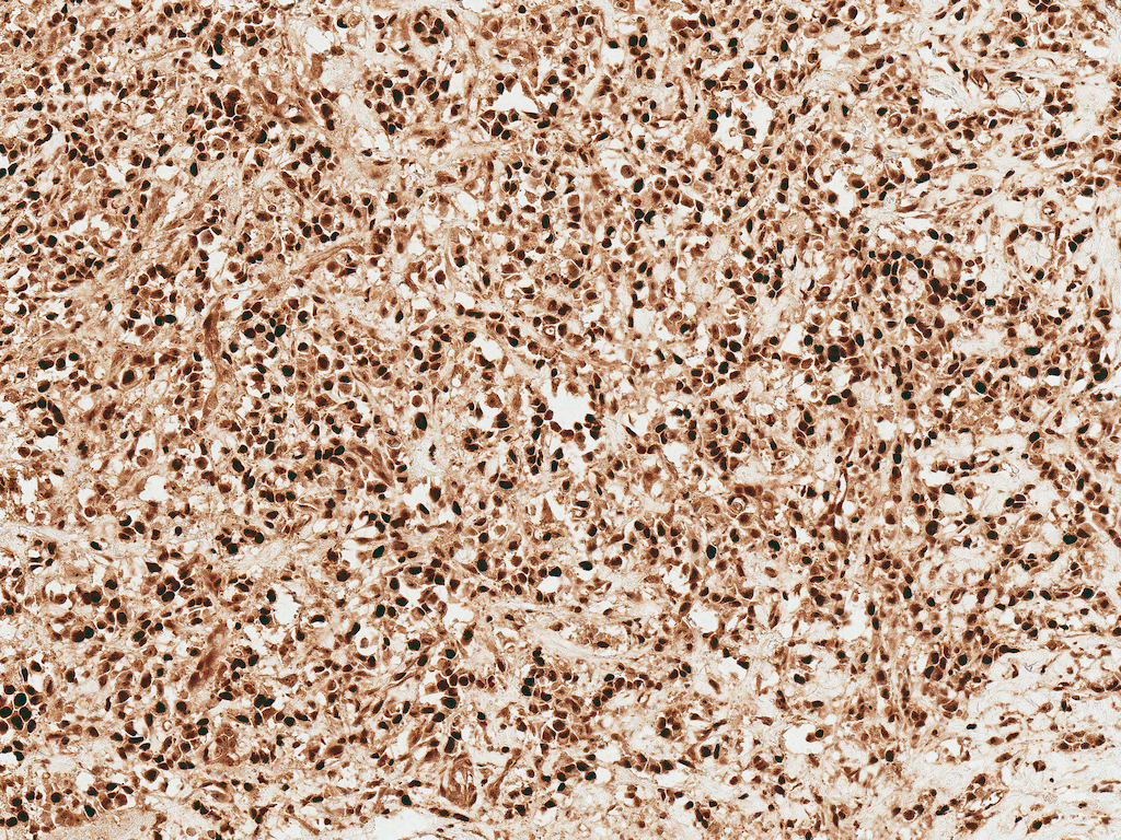 WNT1 Antibody (Biotin)