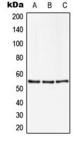 ZSCAN22 Antibody (Internal)