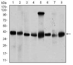 PPM1A / PP2CA Antibody (Amino Acid: 202-382, clone 7F12)