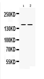 NOS1 / nNOS Antibody