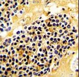 KLRC1 / NKG2A / CD159a Antibody (aa180-206)