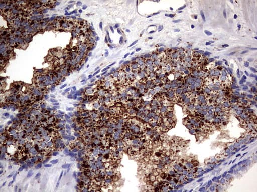 PDE1A Antibody (aa259-545, clone OTI7D5)