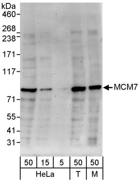 MCM7 Antibody (aa669-719)