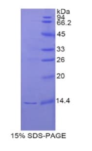 Rat REG3G Protein (Recombinant His)