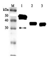 CLU / Clusterin Antibody