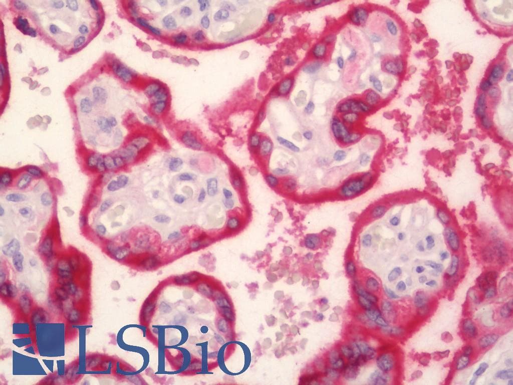 IHC-plus™ LH / Luteinizing Hormone Antibody