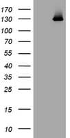 PIK3CG / PI3K Gamma Antibody (clone OTI4B1)