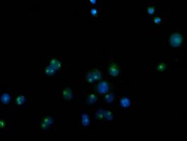 CDCP1 Antibody (clone 2C1, Carrier-free)