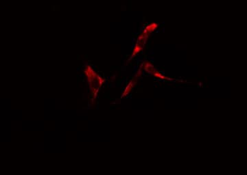 TRIM25 Antibody