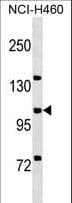 IHC-plus™ MCF2L / DBS Antibody (aa1049-1075)