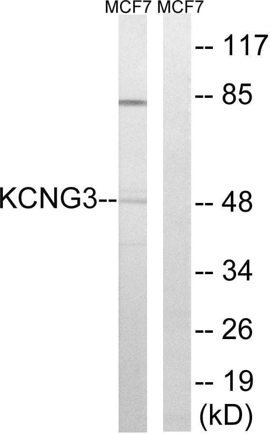 Kv10.1 / KCNG3 Antibody
