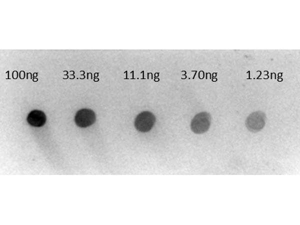 Rabbit Anti-Human IgG Secondary Antibody (AP)