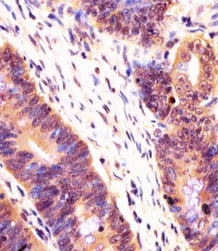 PSMB7 Antibody (aa180-211)