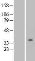 OPRL1 / ORL1 Protein (Over-Expression Lysate Myc-DDK (Flag))