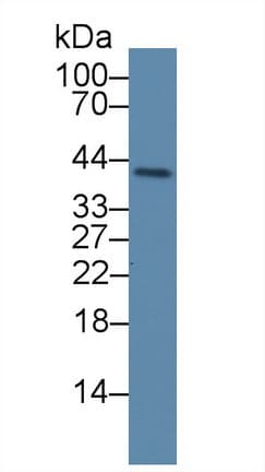 PLSCR4 Antibody (PE)