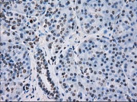 FKBP5 / FKBP51 Antibody (clone OTI3E9)