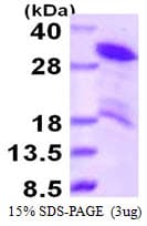Human HDGFRP3 Protein (Recombinant His)
