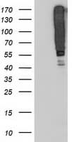 SERPINB13 / HUR7 Antibody (clone OTI1D4)