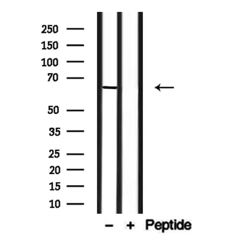 SLC6A13 / GAT-2 Antibody