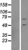 DNAJC3 / p58IPK Protein (Over-Expression Lysate Myc-DDK (Flag))