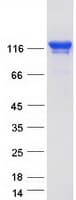 Human TJP3 / ZO3 Protein (Recombinant Myc-DDK (Flag))