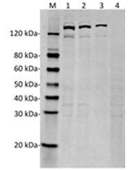 Streptococcus pyogenes CRISPR-associated endonuclease Cas9/Csn1 Antibody (clone 4A1)