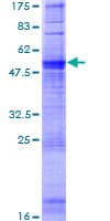 Human OR1A1 Protein (Recombinant GST)
