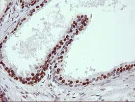 TRIM38 Antibody (clone OTI113D3)