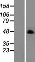 C19orf26 Protein (Over-Expression Lysate Myc-DDK (Flag))
