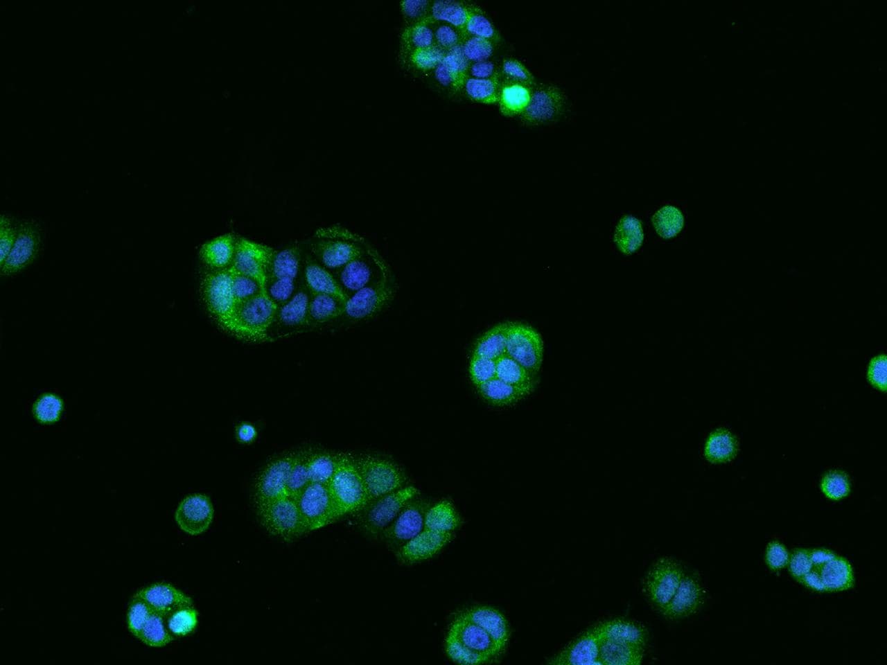 Polyclonal Rabbit anti-Human TPPP2 Antibody (IHC, IF)