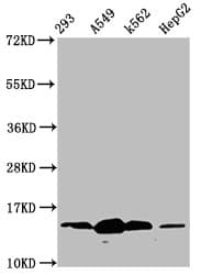Polyclonal Rabbit anti-Human HIST1H2BN Antibody (IHC, IF, WB)
