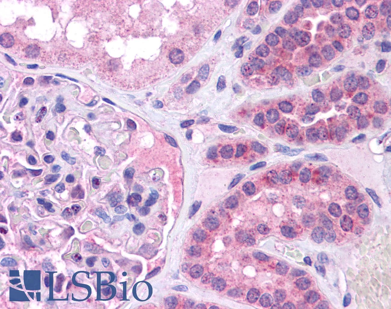 c-Maf Antibody (N-Terminus)