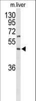 GPR160 Antibody (aa305-332)
