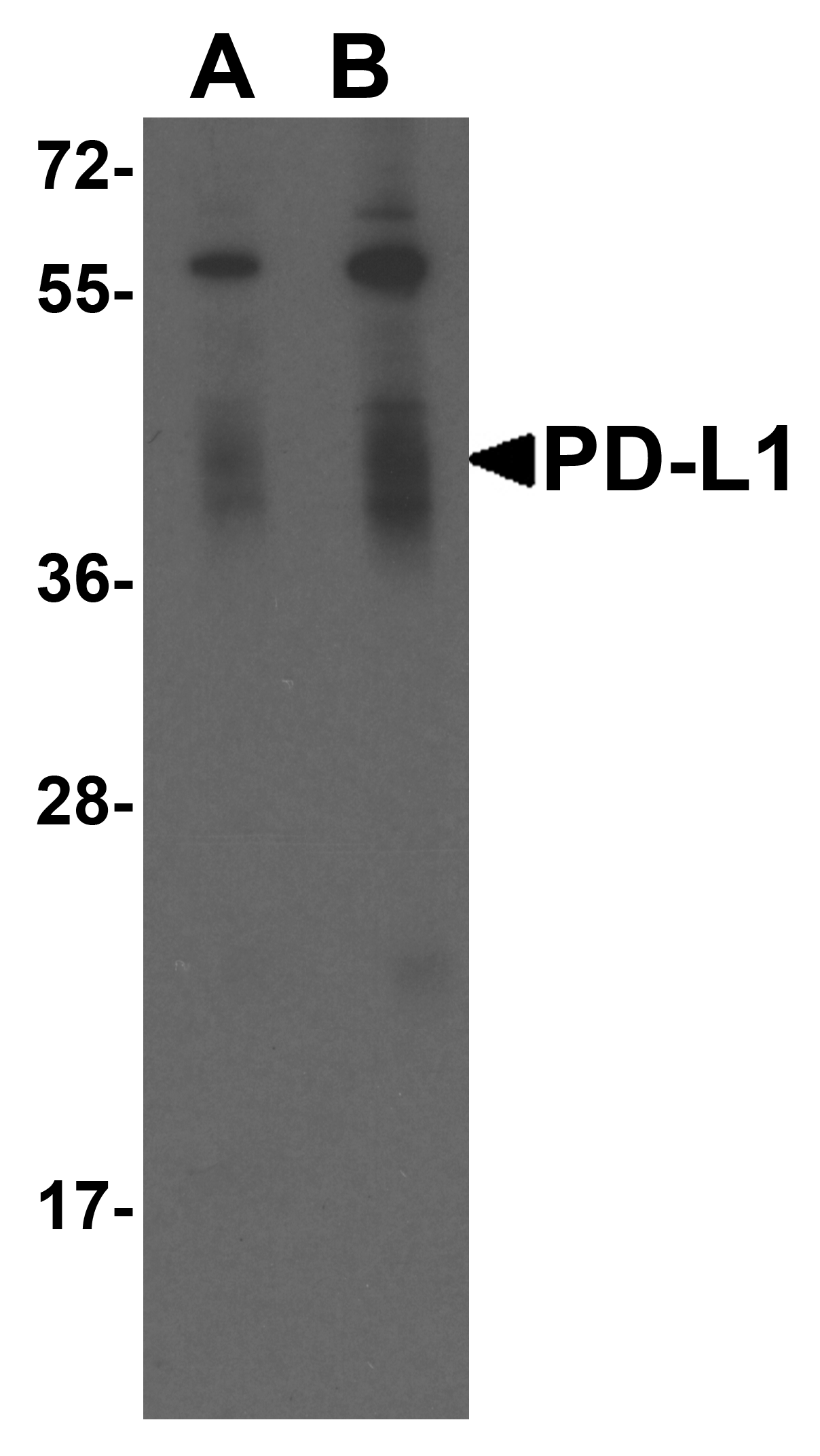 Monoclonal Mouse anti-Human CD274 / B7-H1 / PD-L1 Antibody (clone 2D6, IHC, IF, WB)