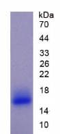 Bovine PIGR Protein (Recombinant His)