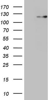 RNF20 Antibody (aa493-754, clone OTI13A10, Carrier-free)