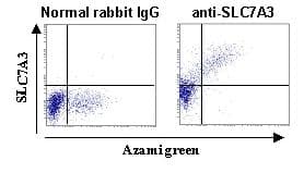 SLC7A3 / CAT-3 Antibody